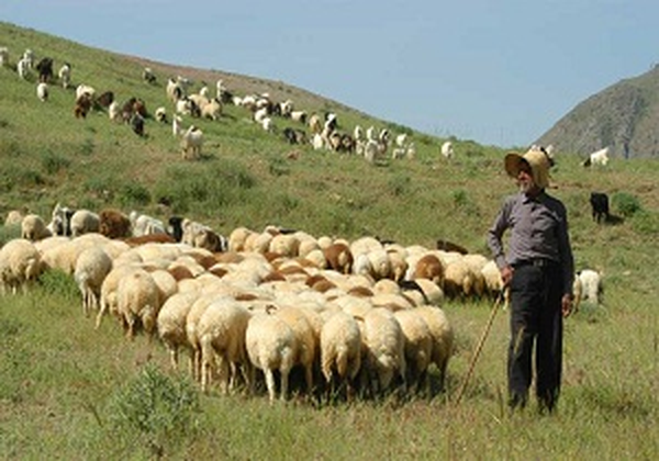 عشایر۲