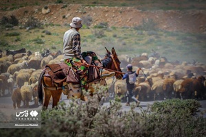 کوچ بهاره «عشایر فارس»