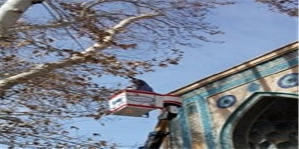 چنار