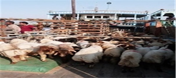 صادرات احشام دام گوسفند