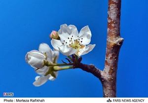 شکوفه‌های بهاری در آستانه اشرفیه