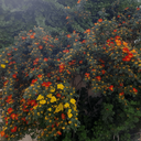 تصویر نمایه‌ی ‌مهاجر ۵۳۴۷‌
