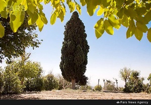 سرو تاریخی بیزه در سبزوار