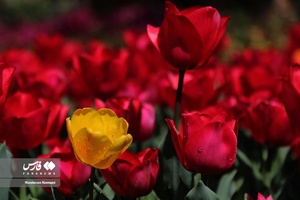  جشنواره «لاله های کرج»