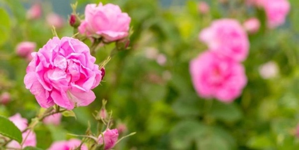گل محمدی