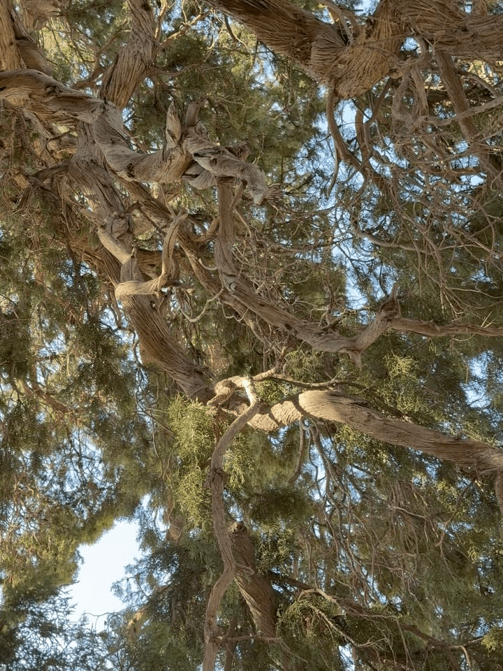 کهنسالانی که به زمین طراوت و شادابی می‌بخشند