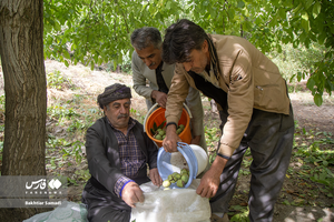 کرمان رصد