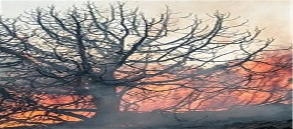آتش‌سوزی جنگل