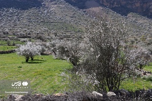 روستای الیف در شهر کمارج کازرون