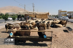 خرید و فروش دام عیدانه در استان‌ها /فارس