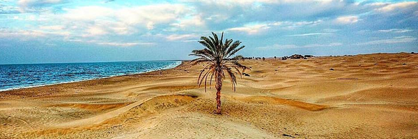 تصویر سربرگ نمایه‌ی ‌مصطفی حمزه ای‌