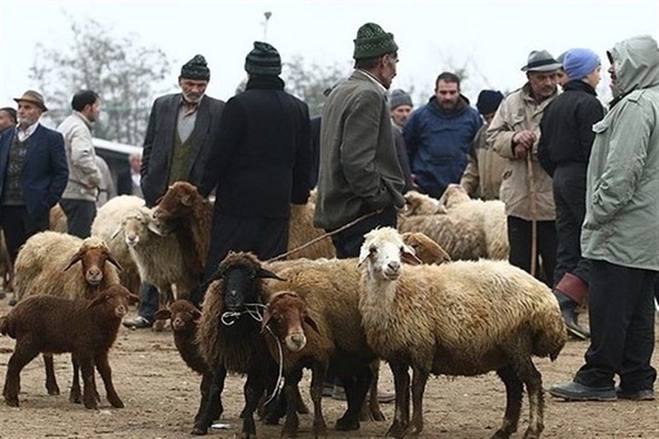 دام زنده