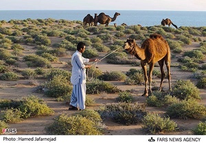 شترهای بیابان گرد در مناطق جنوبی استان سیستان و بلوچستان