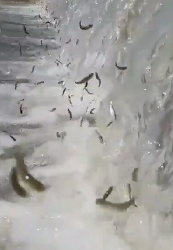ز