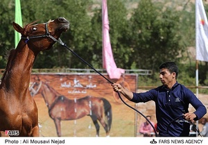 نوزدهمین جشنواره ملی زیبائی اسب اصیل عرب در اهواز