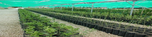 نهال کاری