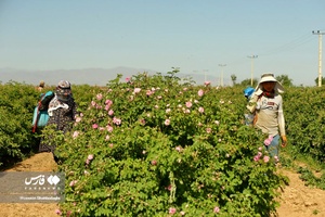 برداشت گل محمدی از مزارع قم