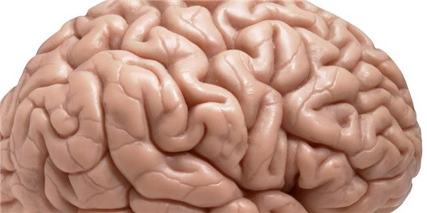 اهمیت تغذیه مغز