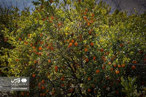 نارنگیِ  «سیاهو» 