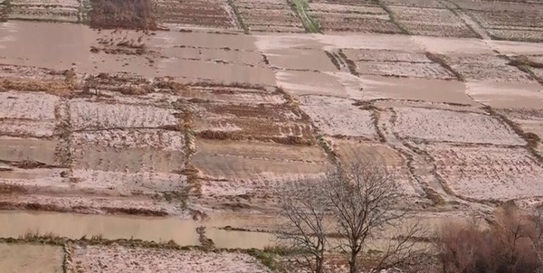خسارت سیل به مزارع