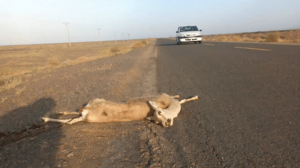 ندای لرستان