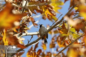 روزهای پاییزی بوستان نماز شیراز 