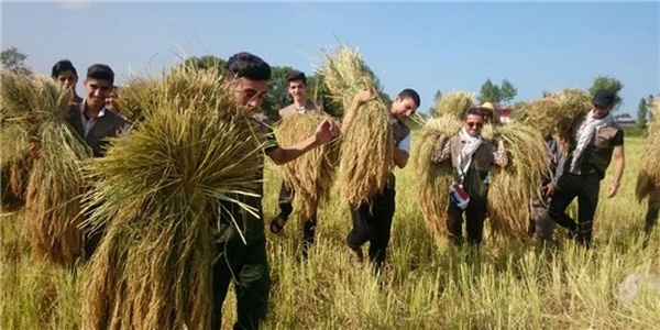 حضور بسیجیان آستارا در شالیزار