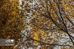 روزهای پاییزی بوستان نماز شیراز 