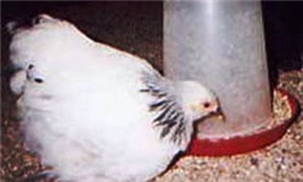 خوراک طیور