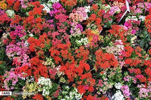 گل‌های بهاری مهمان‌خانه اصفهانی‌ها