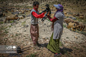 کوچ بهاره «عشایر فارس»