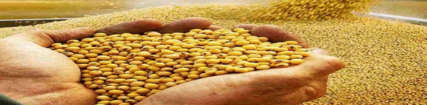 سویا 