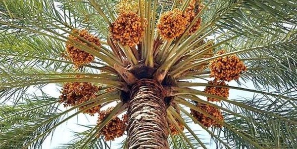 خرمای خوزستان