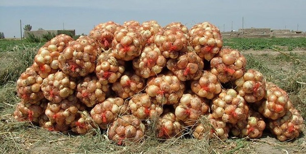 پیاز 1
