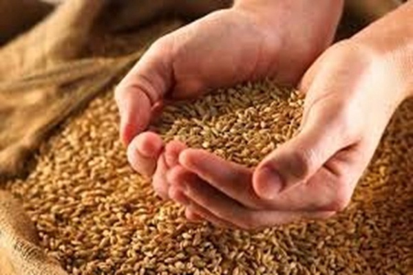 بذر گواهی شده برنج در گیلان