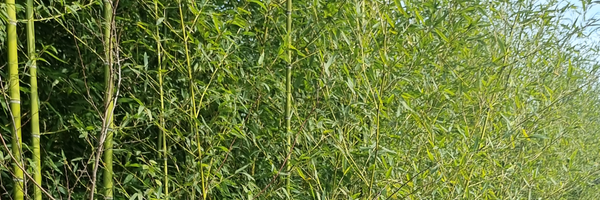 تصویر سربرگ نمایه‌ی ‌دکتر اکبر نصرالهی‌