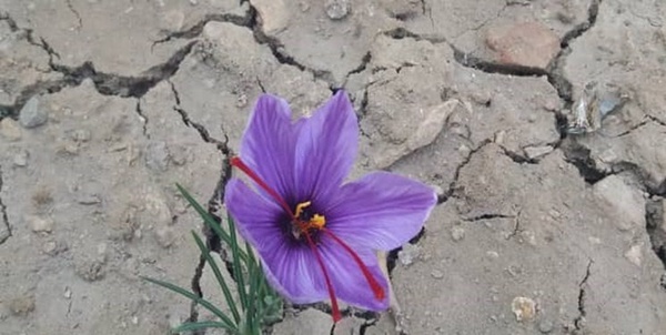 زعفران