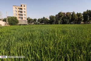 برنج‌کاری در شهر اصفهان