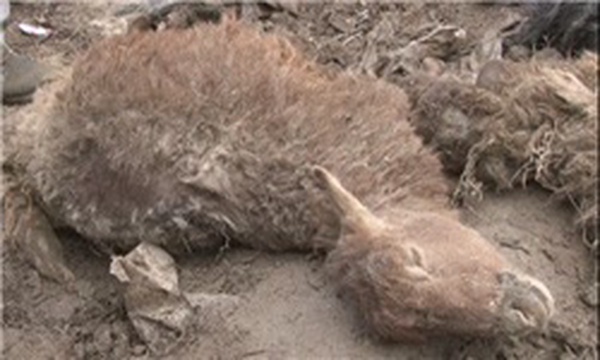 اردبیل- خلخال - تلف شدن گوسفندان در روستای کلی
