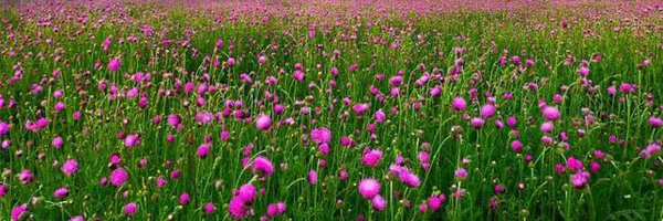 تصویر سربرگ نمایه‌ی ‌محمود صاحبی‌