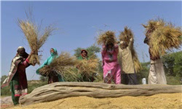 کاشت برنج در پاکستان