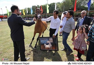 نوزدهمین جشنواره ملی زیبائی اسب اصیل عرب در اهواز
