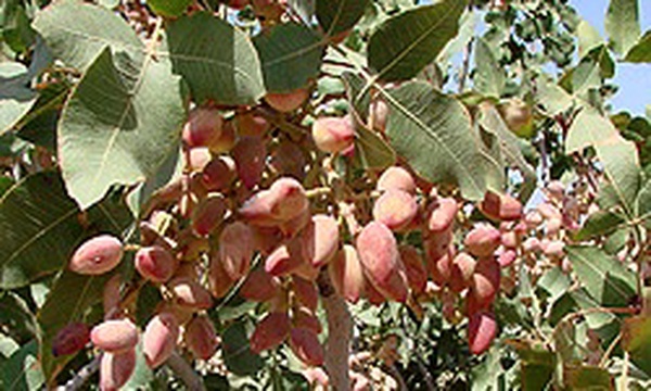 آغاز برداشت پسته در شهرستان طبس
