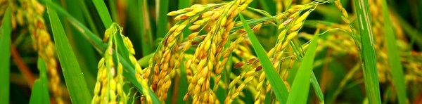 خوشه های طلایی برنج