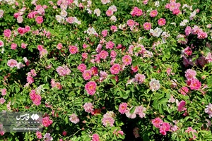 برداشت گل محمدی از مزارع قم