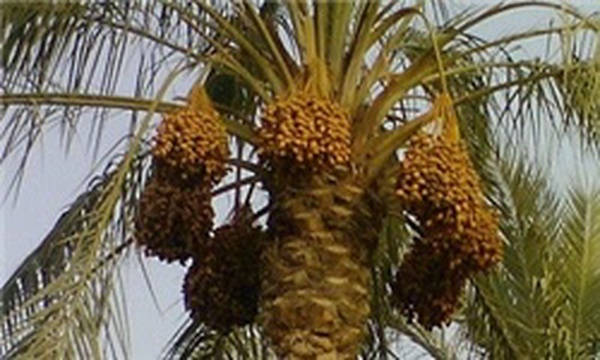 خرما نخیلات آبپخش