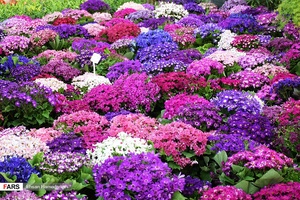 گل‌های بهاری مهمان‌خانه اصفهانی‌ها