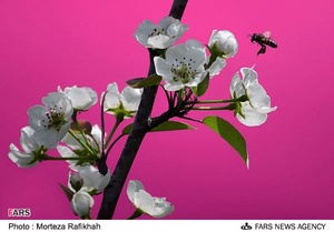 شکوفه‌های بهاری در آستانه اشرفیه
