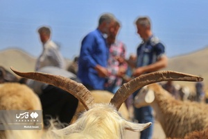 میدان دواب اهر در آستانه عید سعید قربان