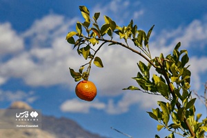 نارنگیِ  «سیاهو» 
